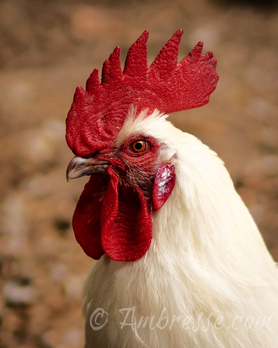 American Bresse Rooster from Ambresse Acres in the Olympic Peninsula, WA