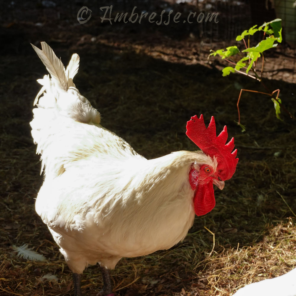 Main cock at Ambresse Acres, in Washington State, USA.