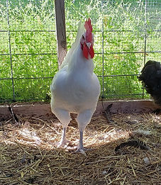 14-week cockerel at Arcadian Orchard.