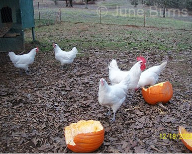 American Bresse flock raised by June Burns in Oregon, USA.