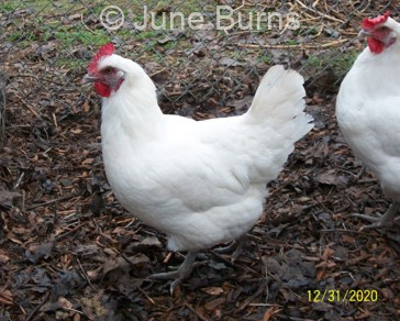 American Bresse hens raised by June Burns in Oregon, USA.