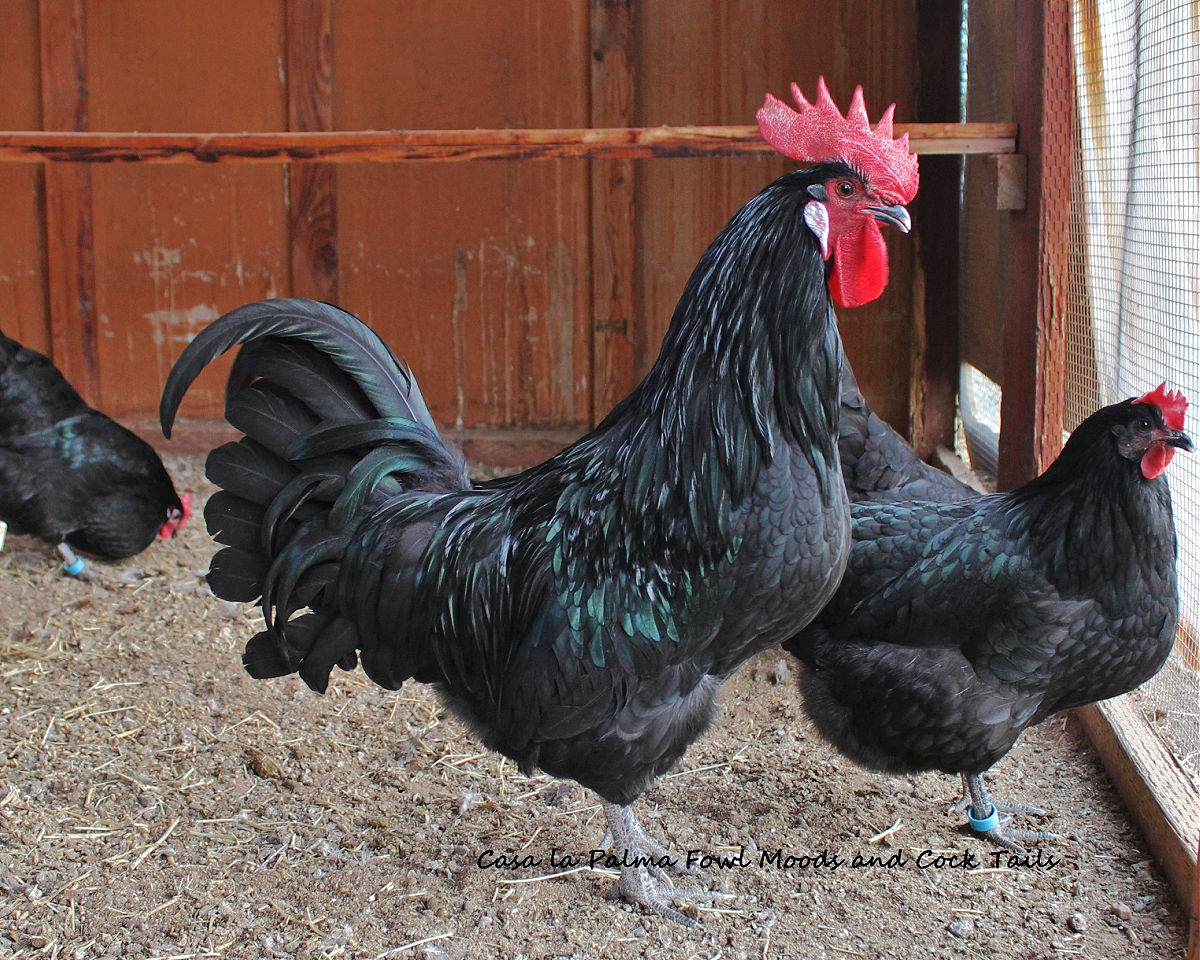 Black-cock-henDavidson-ca-20230212.jpg