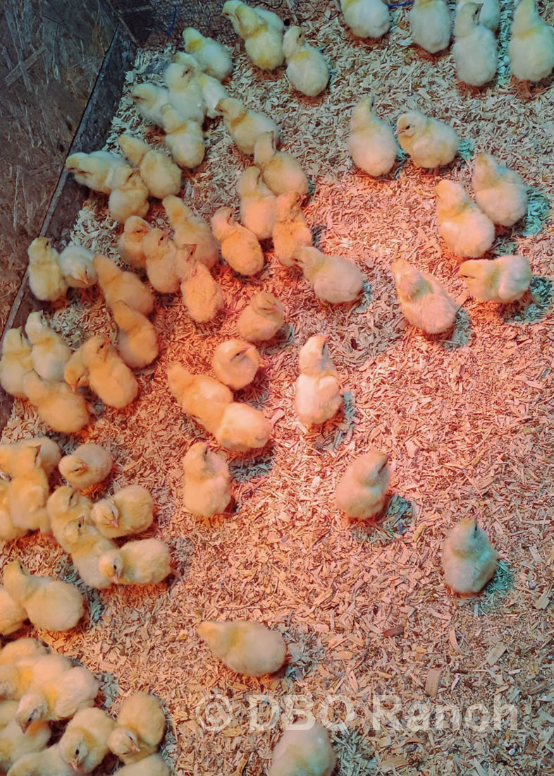 American Bresse chicks at DBO Ranch in the Central Valley in California.