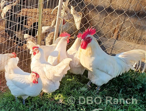 Group of American Bresse chickens at DBO Ranch in California.