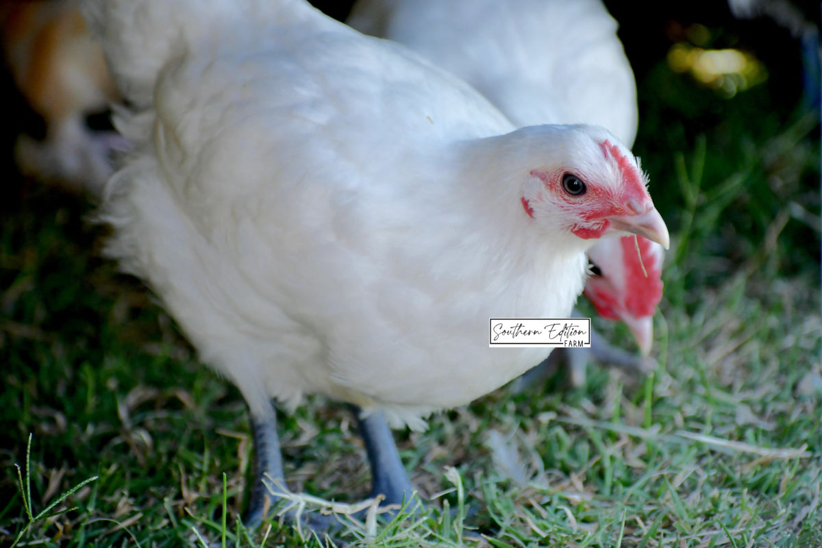 American Bresse pullet in the pasture at Southern Edition Farm in OK.