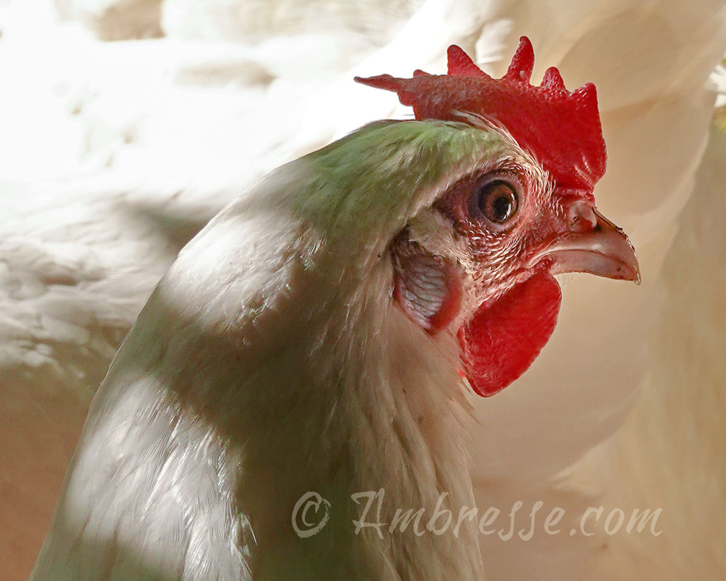 Miss Priss, American Bresse hen at Ambresse Acres in WA. ambresse-hen-head5238.jpg