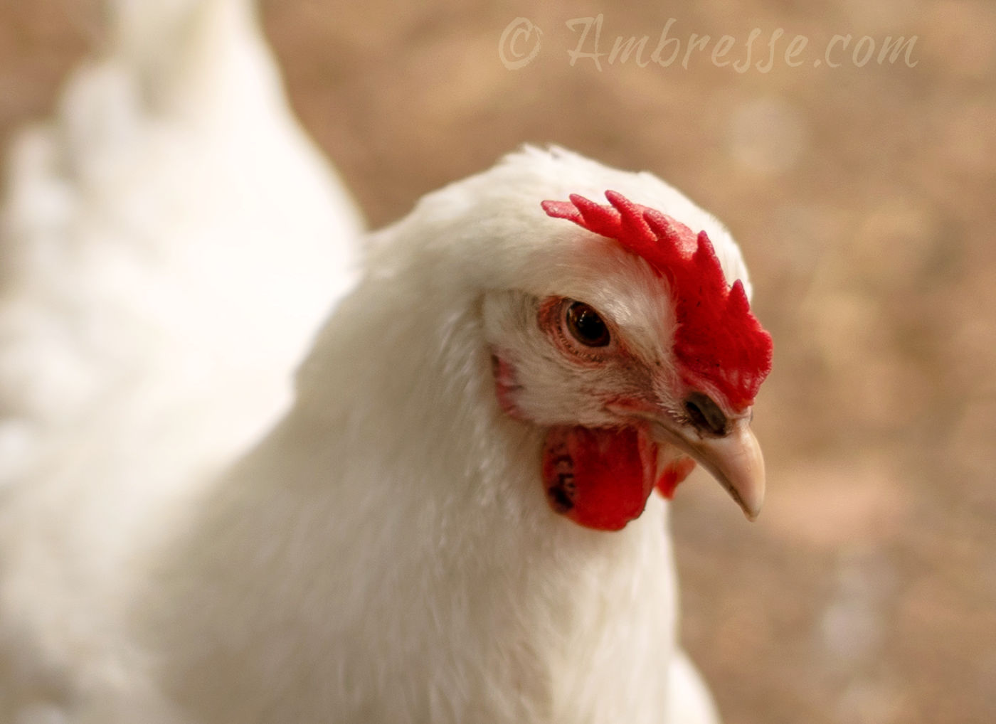 Miss Priss, an American Bresse hen at Ambresse Acres, in Port Angeles, Washington.