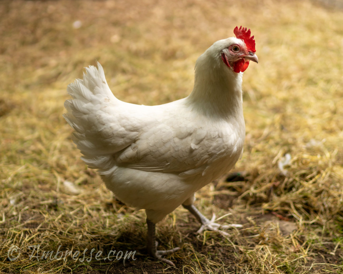 American Bresse hen, from Ambresse Acres in Washington State, USA.