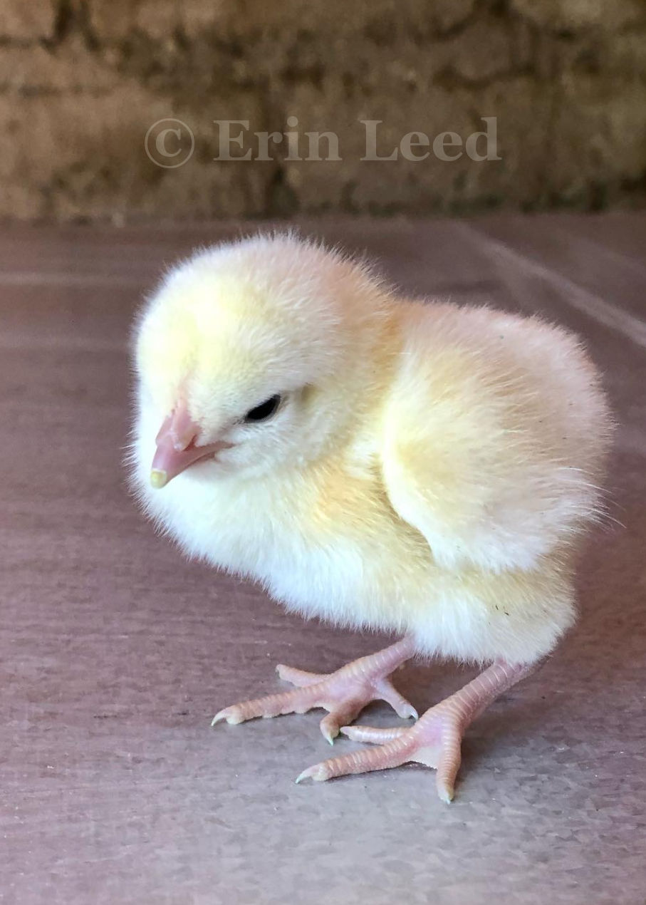 American Bresse day-old chick raised by Terrapin Station Farm in Arizona.