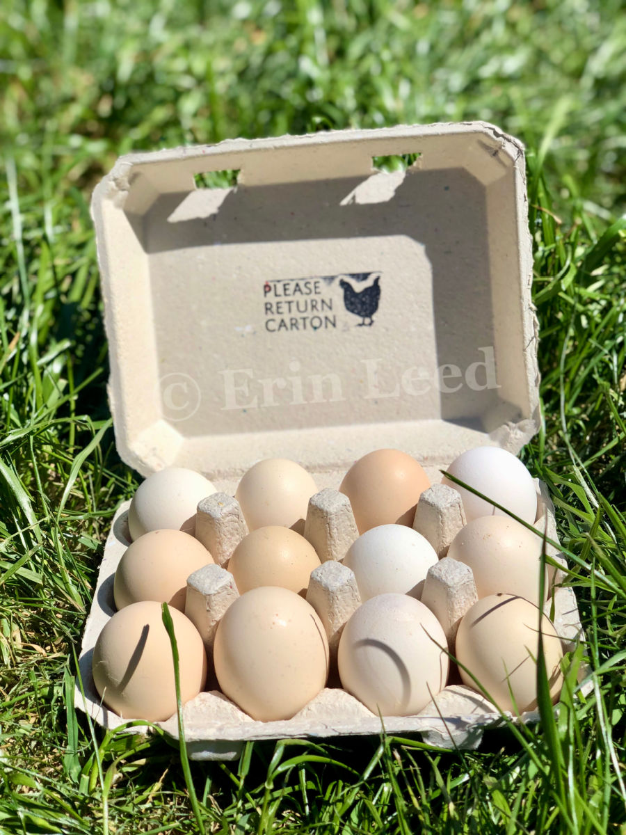 American Bresse eggs at Terrapin Station Farm in Arizona.