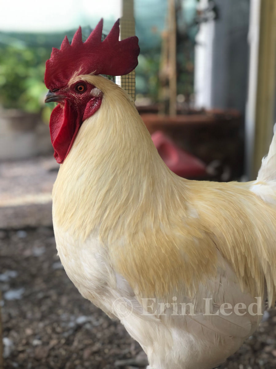 American Bresse flock rooster at Terrapin Station Farm in Arizona.
