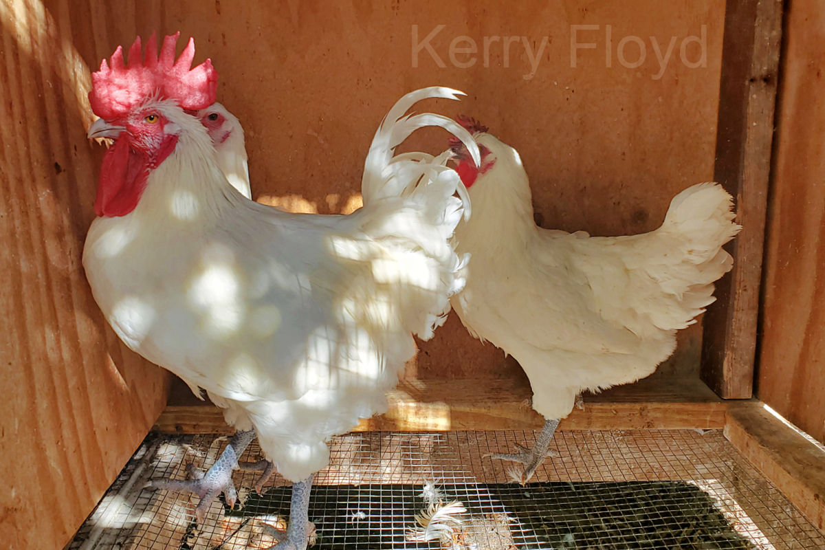 American Bresse Chickens from Kerry Floyd in NJ.