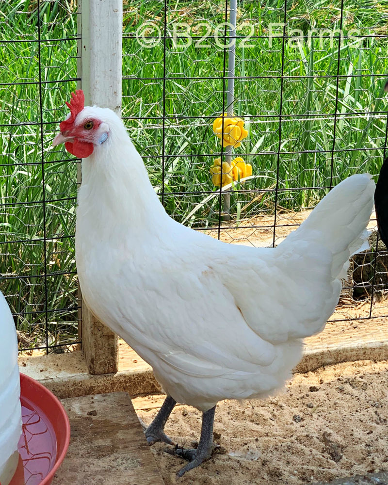 American Bresse hen at B2C2 Farms in Virginia.