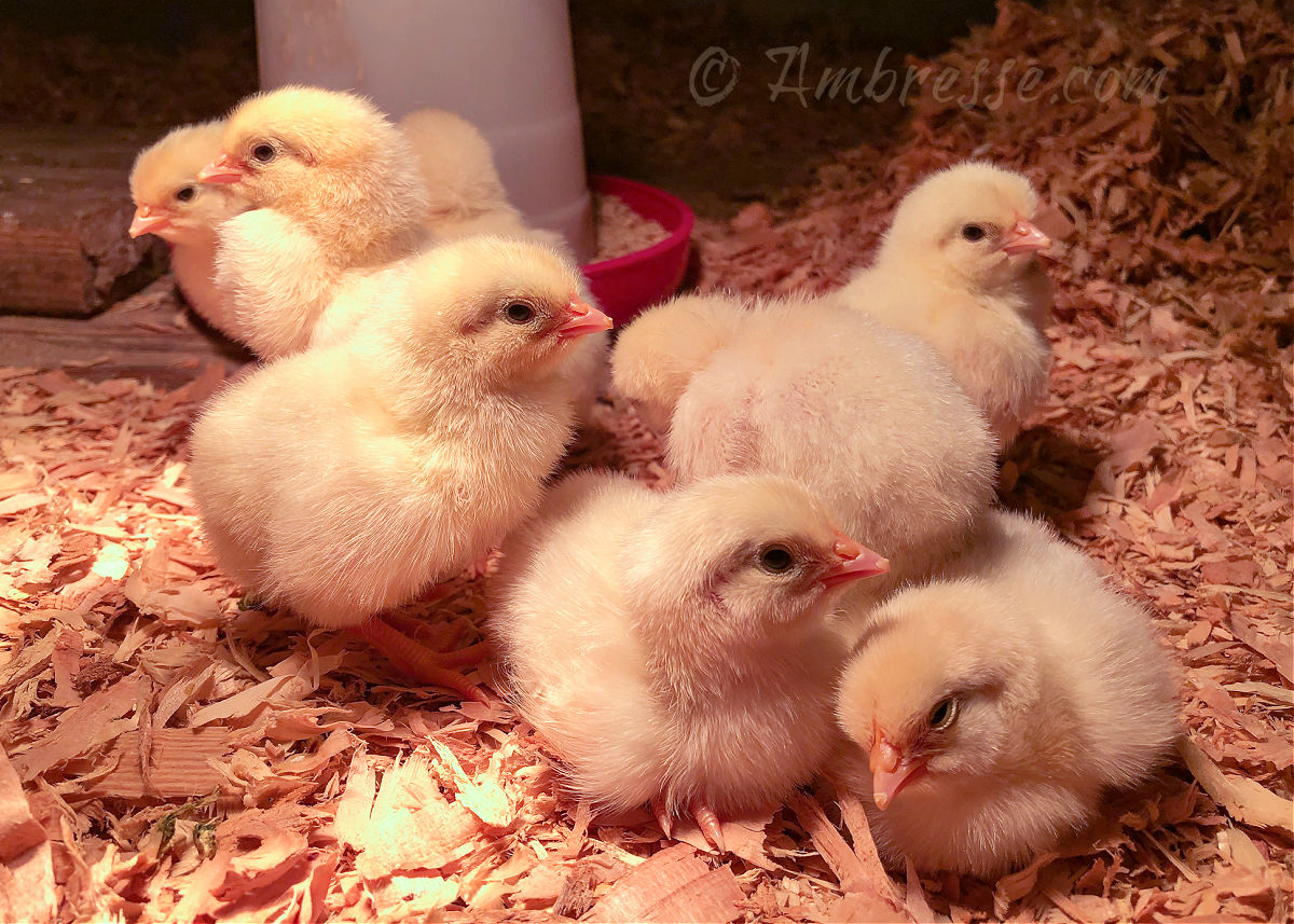 White American Bresse Chickens, 1-2 days old.