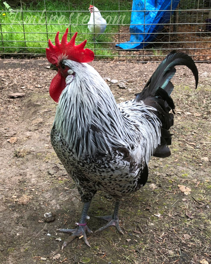 Black birchen rooster at Ambresse Acres in WA.