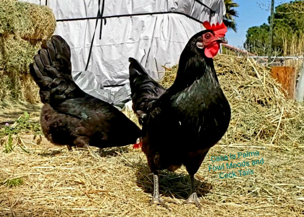 Black American Bresse hens owned by Angela Davidson of California.