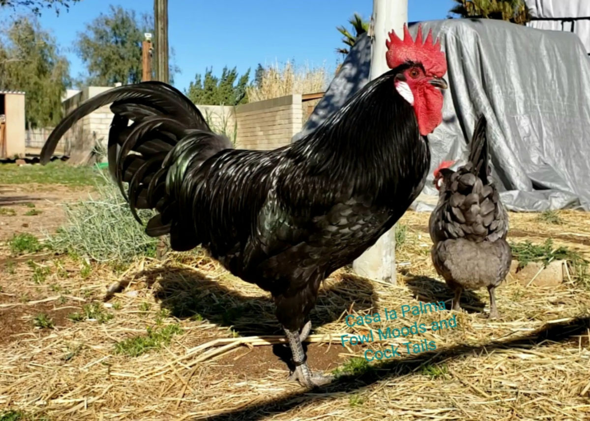 Black American Bresse rooster owned by Angela Davidson of California. Blue American Bresse hen in background.