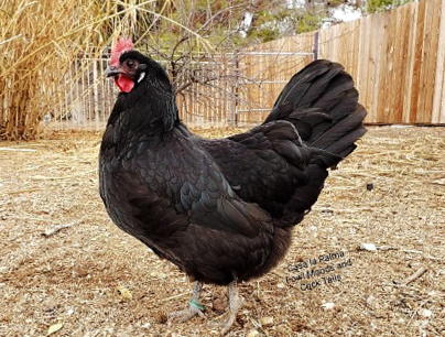 Black American Bresse hen. Fowl Moods and Cock Tails in CA (20230323).