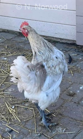 Young cockerel showing both black and yellow color leakage.