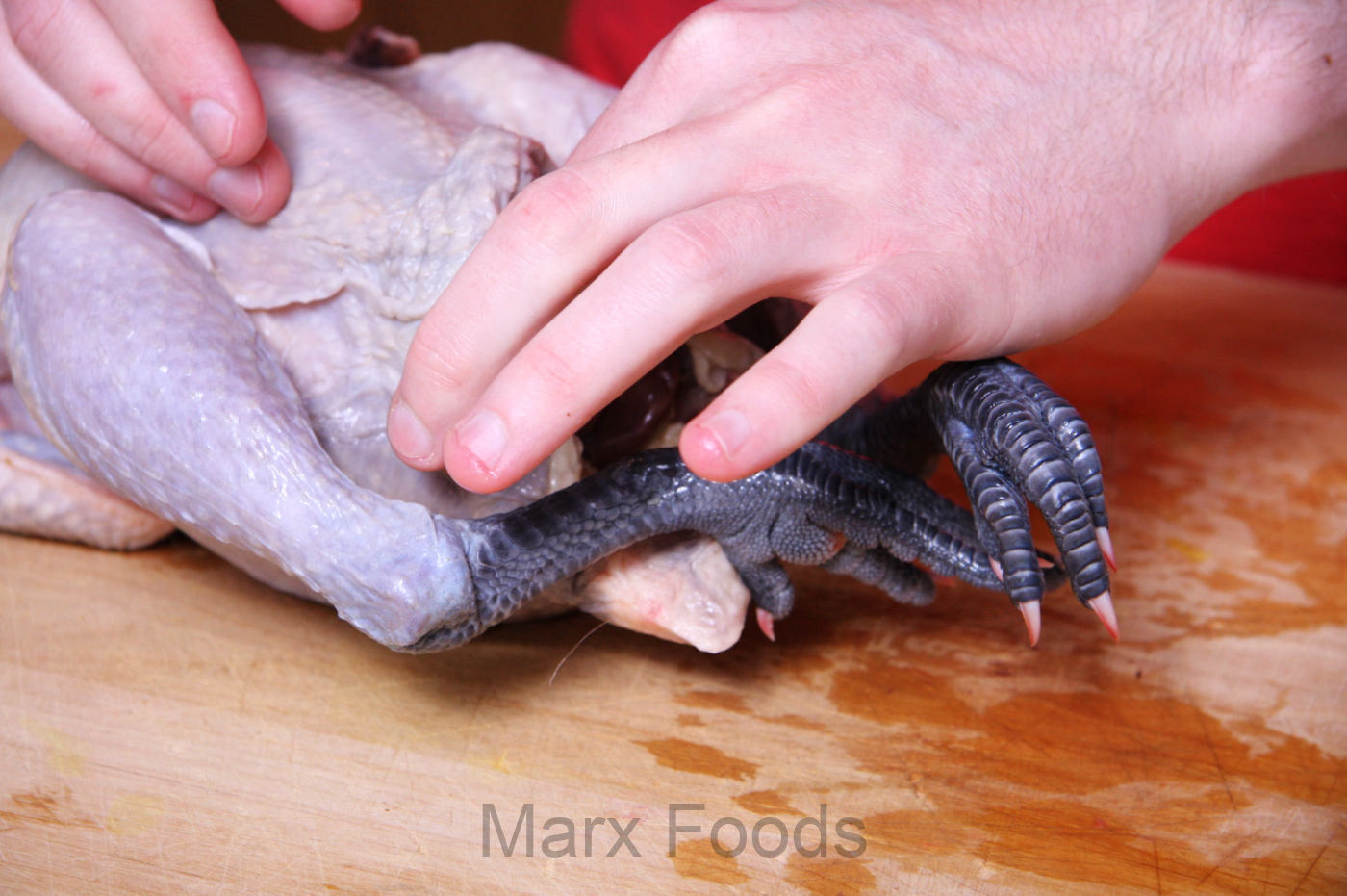 Raw Blue Foot Chicken in the able hands of a chef. As is traditionally done in France, the blue feet will remain on the bird as proof of its breed.