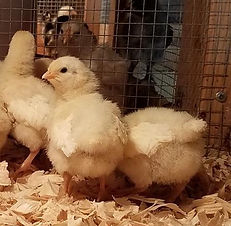 American Bresse Chicks - a few days old.