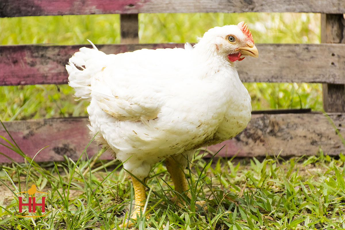 Cornish Cross Broiler, available from Hoover Hatchery in Rudd, Iowa.