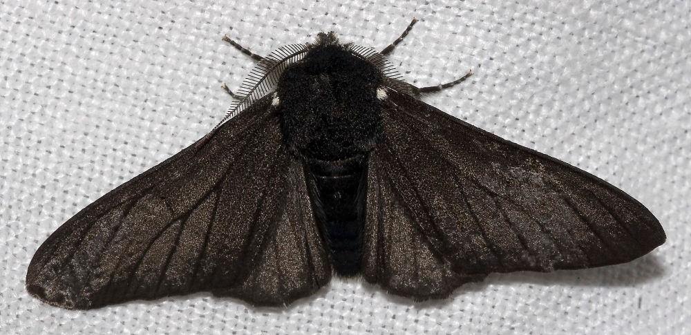 Dark Peppered Moth.