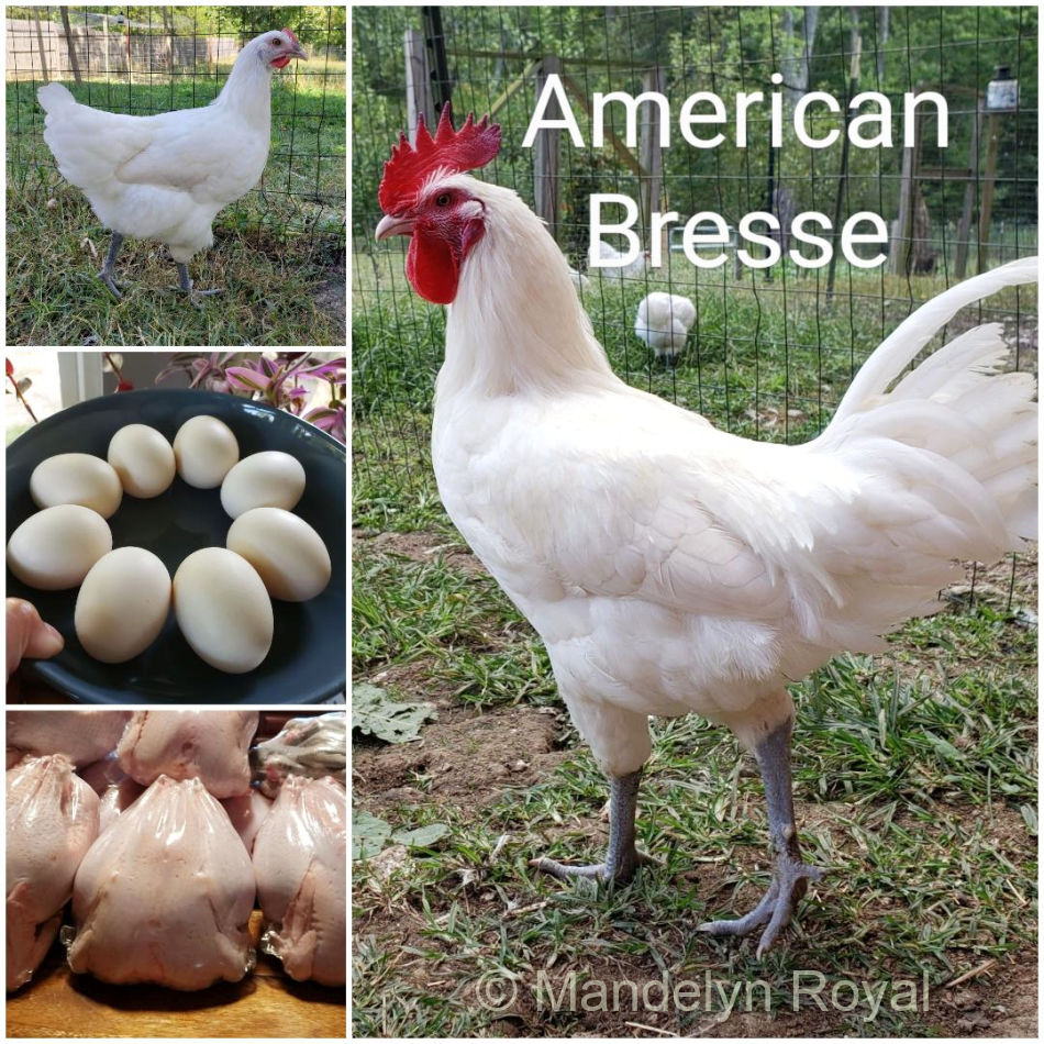 Dual purpose: American Bresse meat and eggs.
