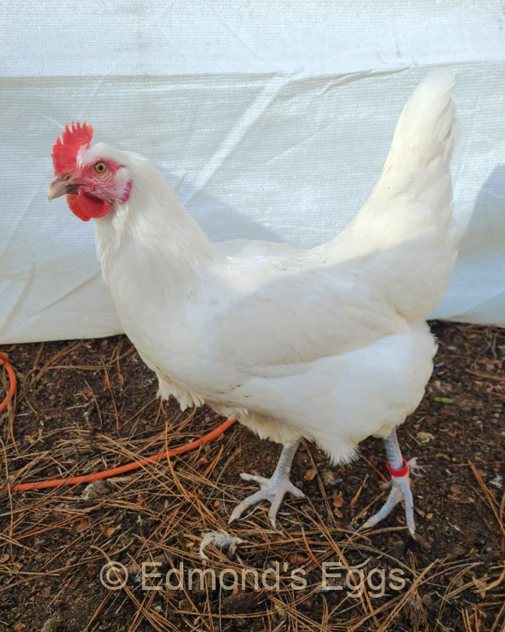 edmonds-eggs-hen-2025.jpg edmonds-eggs-hen-2025.jpg