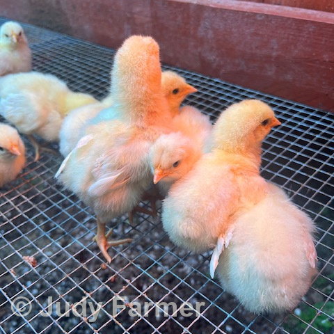 American Bresse chicks from Judy Farmer in South Carolina.