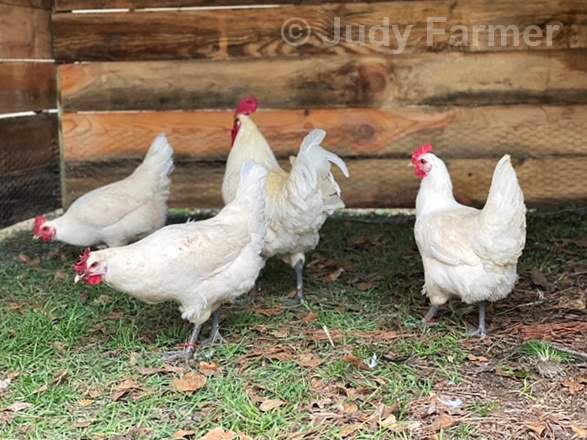 American Bresse flock raised by Judy Farmer in South Carolina.
