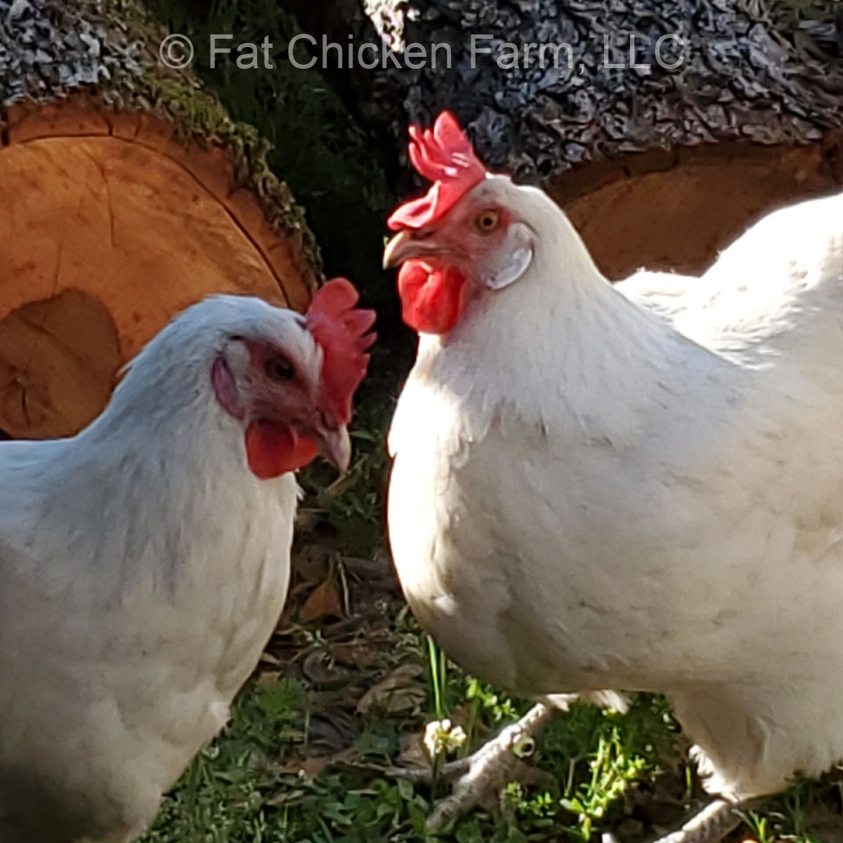 Lovely hens at Fat Chicken Farm in North Carolina.