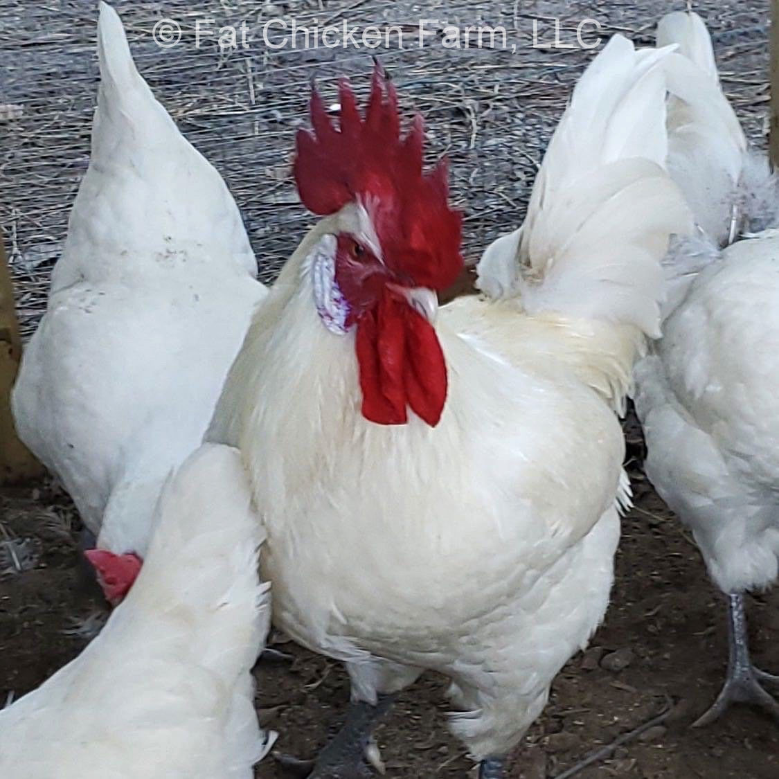 Fat Chicken Farm in North Carolina.