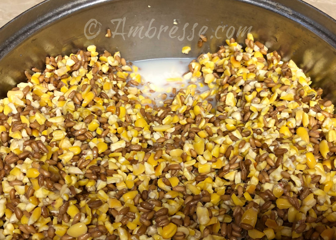 Foraging supplement feed for chicks - grains soaking in skim milk. Mixture has been soaking in the frig for 12 hours.