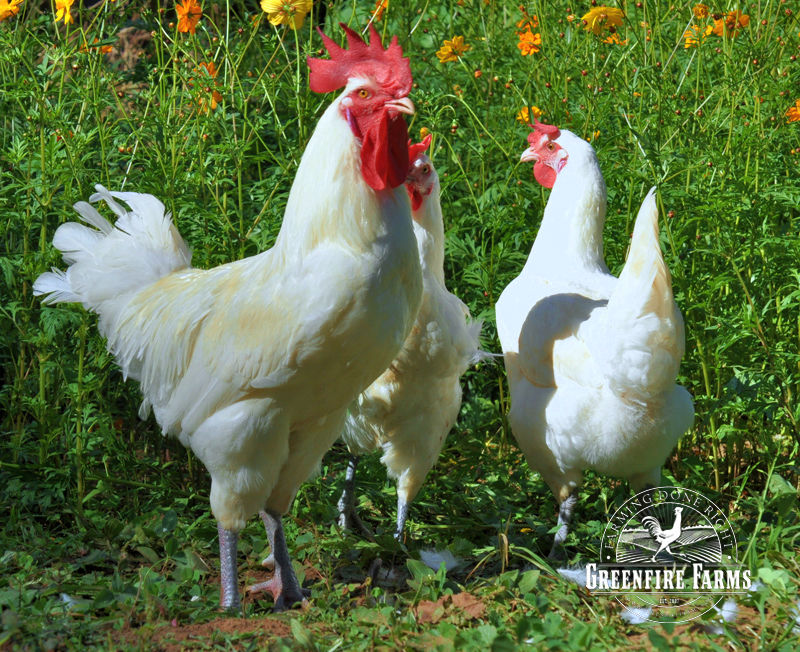 Trio of American Bresse chickens from Greenfire Farms.