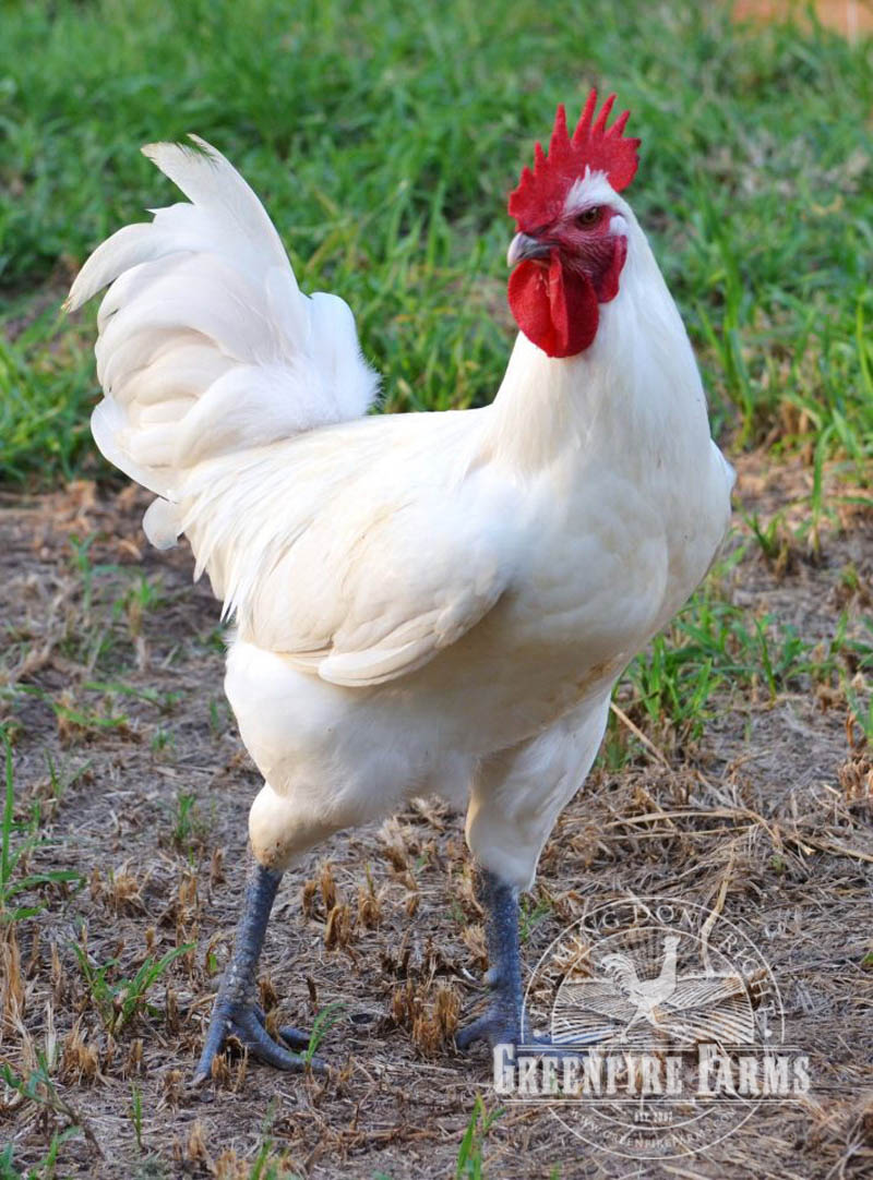White American Bresse Rooster at Greenfire Farms in Florida, USA.