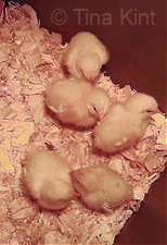 Days old hatchery chicks, one of which will later show heavy leakage and yellowing.