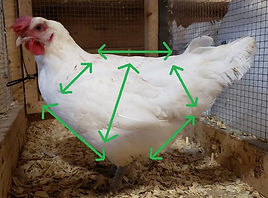 American Bresse hen evaluated using green arrows by Mandelyn Royal.