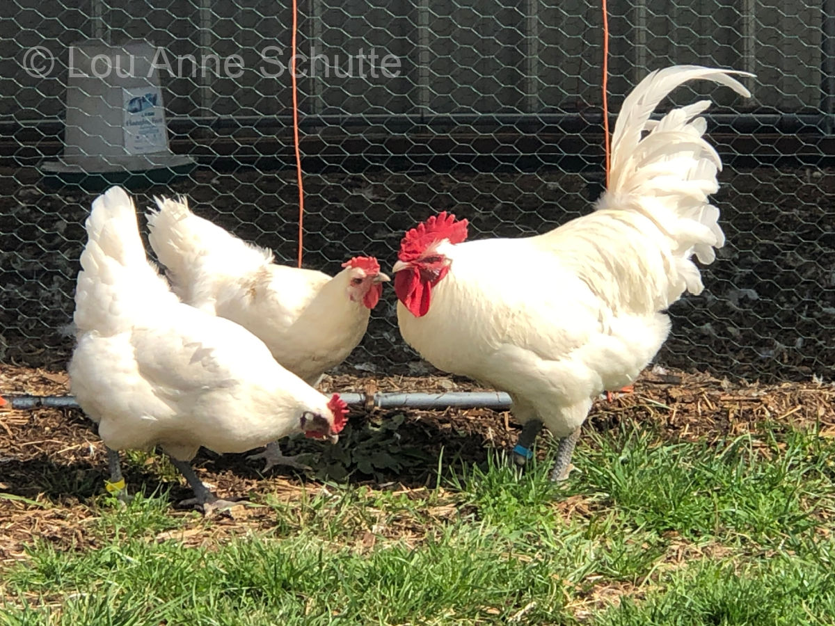 Trio of white American Bresse chickens raised by Lou Anne Schutte in Missouri.