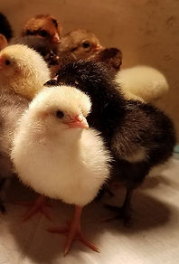 Baby chicks of several breeds.