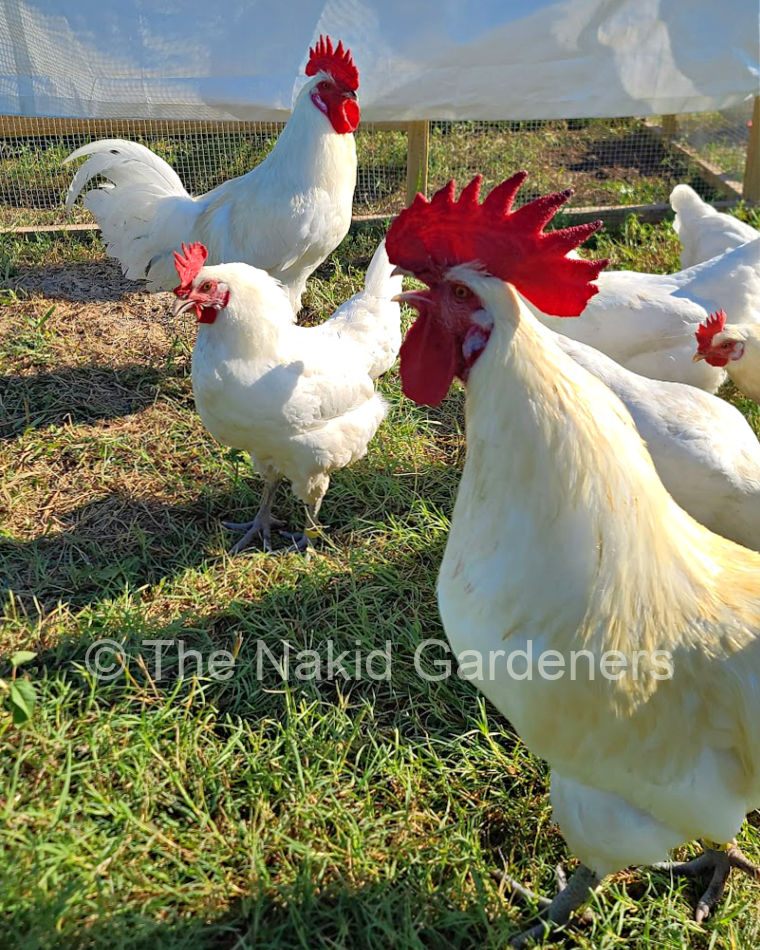 Nakid Gardeners Flock, Nov 2022.