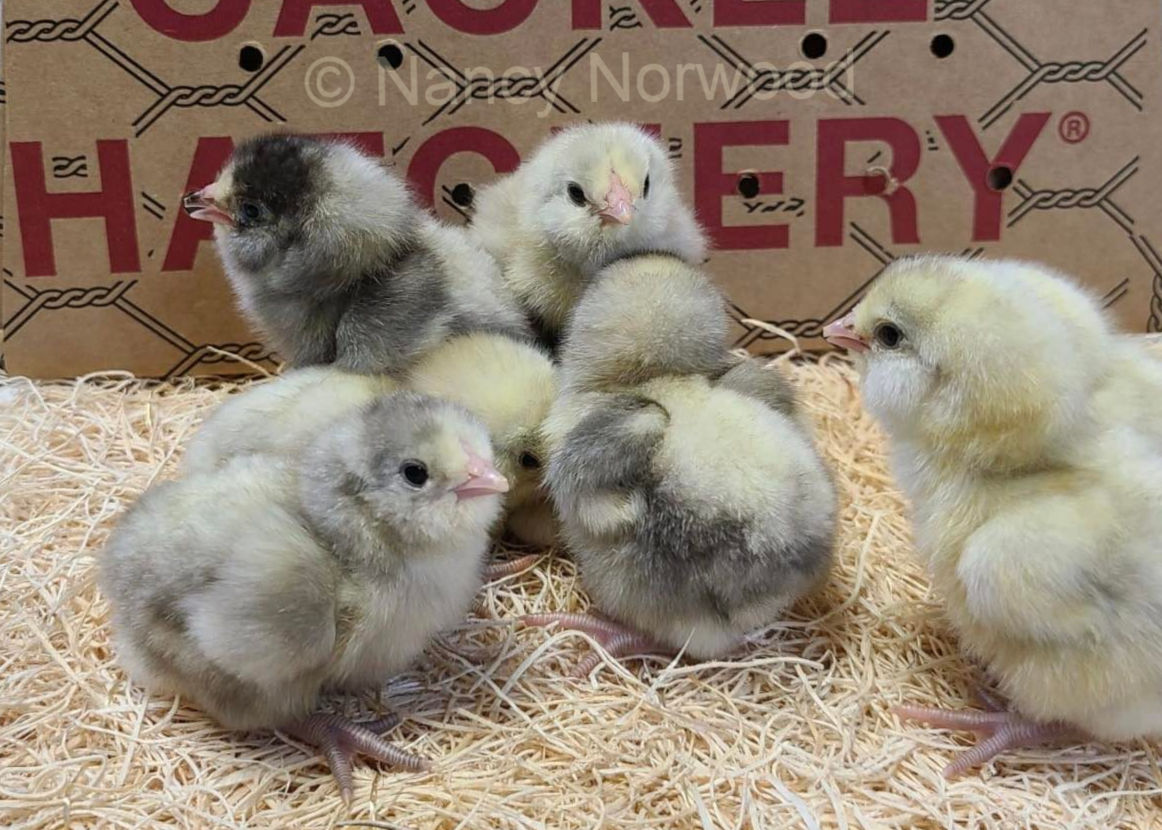 Recessive white chicks from Cackle Hatchery (not American Bresse).
