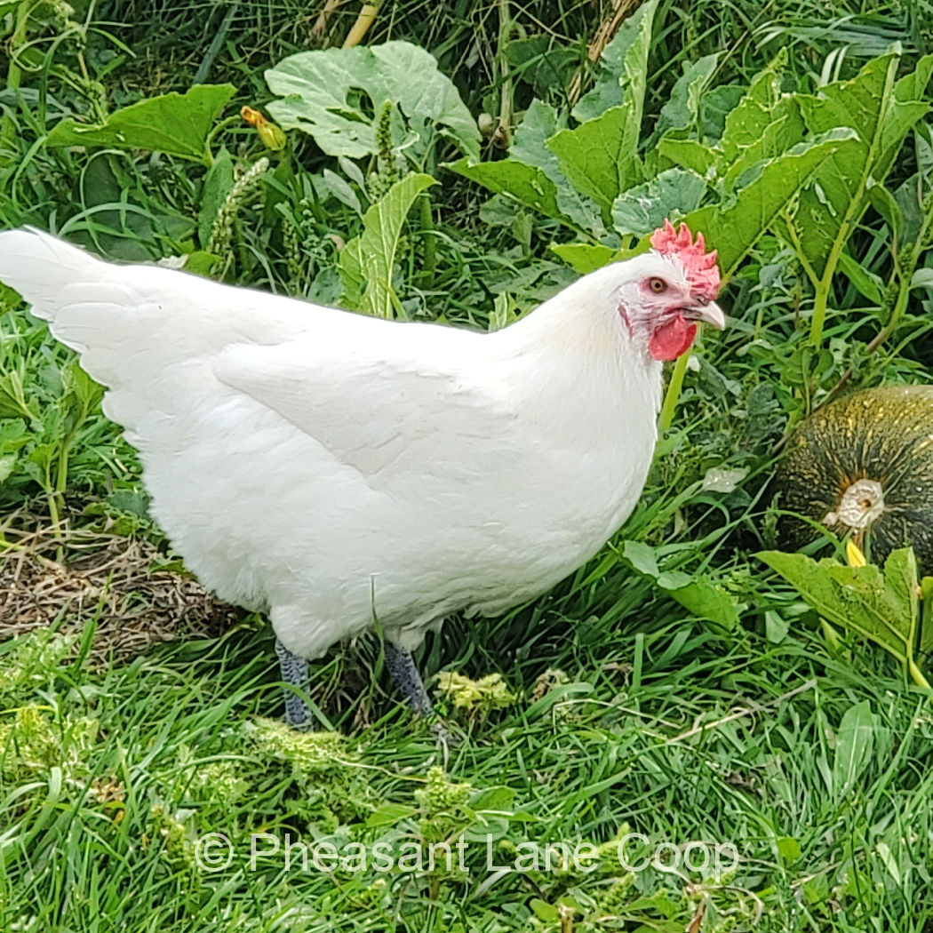 pheasant-lane-hensq.jpg