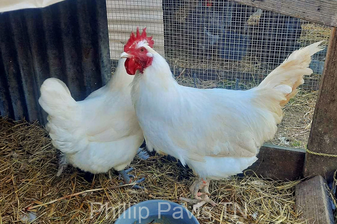 American Bresse chickens belonging to P. Pavis in Tennessee.