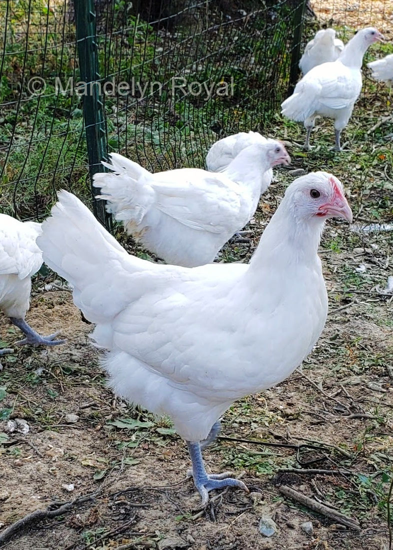 A promising American Bresse pullet at Arcadian Orchard in 2023.