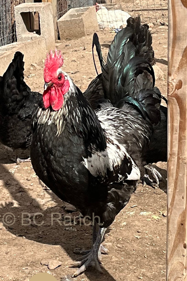 Silver (project) American Bresse cock at BC Ranch in Arizona, USA.