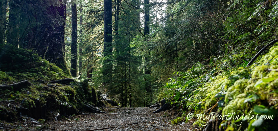 Trail to Sol Duc Falls, in the Olympic National Park.