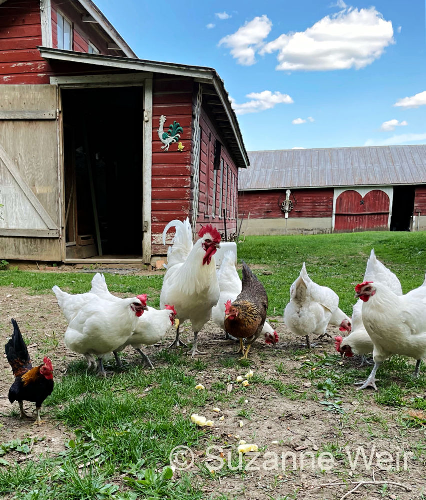 American Bresse Chickens owned by Suzanne Weir in Michigan.