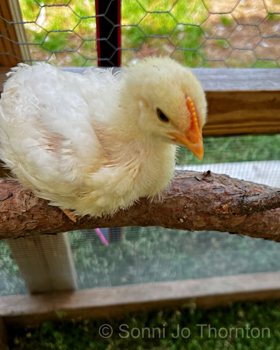 Young chick raised by Sonni Jo's Chicken in NC.