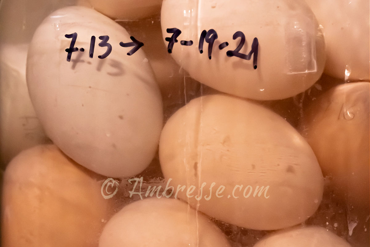 Close up of 6-month-old eggs in hydrated lime solution. These eggs are still in nearly perfect condition.